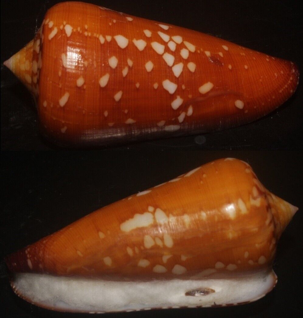 Tonyshells Seashell Conus crocatus VERY LARGE SUPERB 60.7mm F+++, superb pattern
