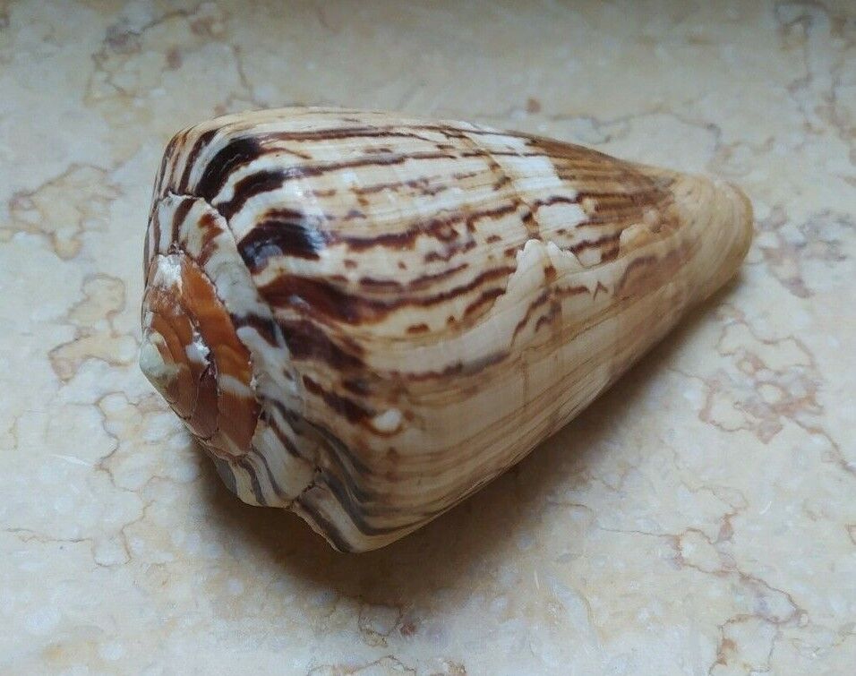Conus vexillum sumatrensis  huge shell 105.3 mm  Beautiful wow specimen seashell