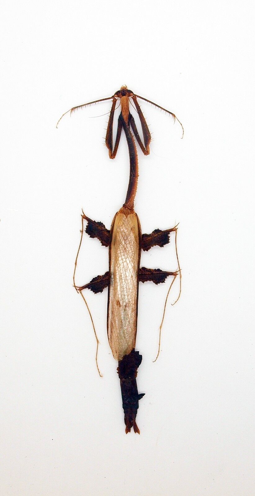 Mantidae -Mantis - Toxodera sp (Rare) -  Cameron Highlands, Malaysia (TS03)