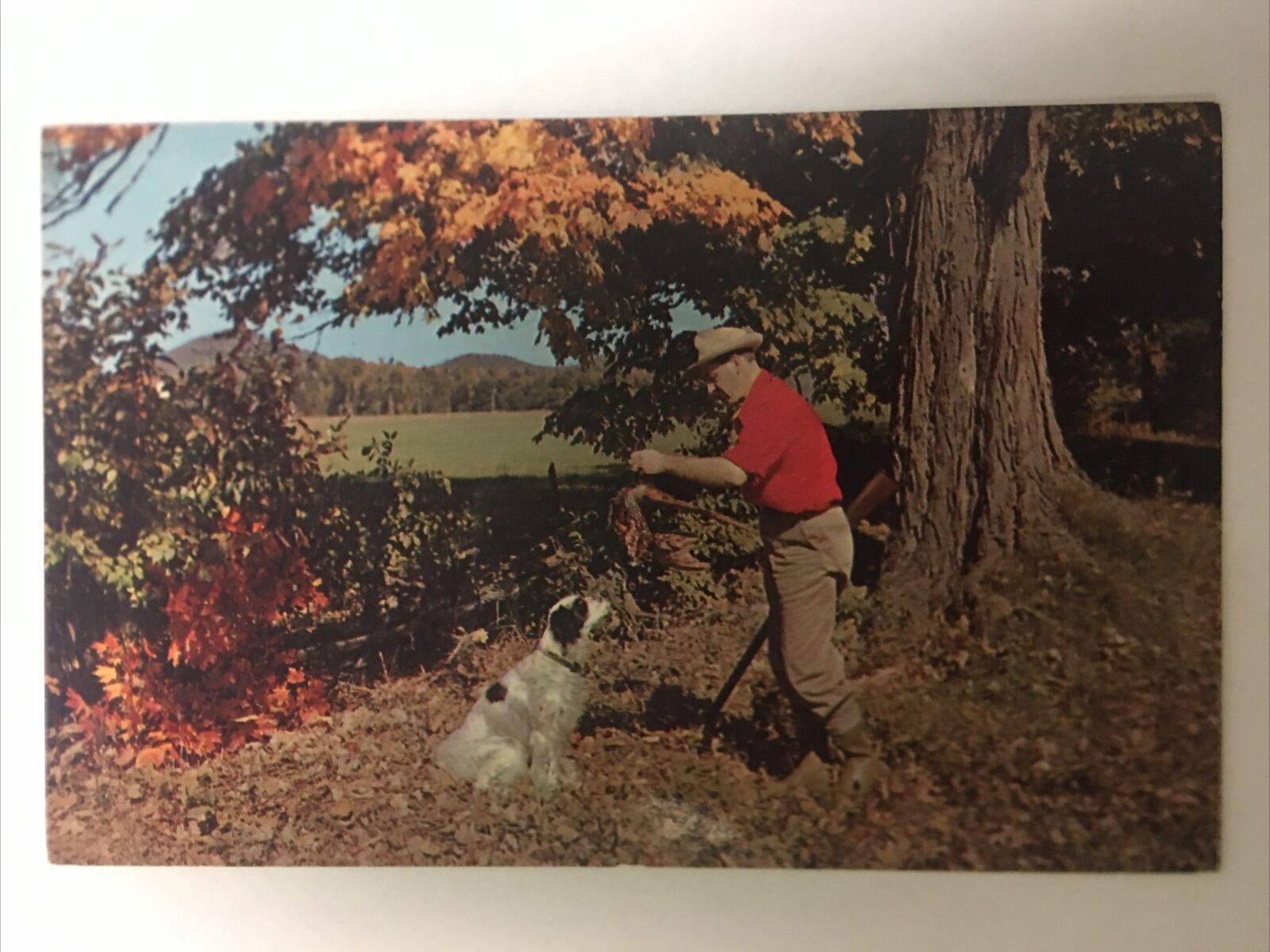 The Proud Hunter Vintage Postcard