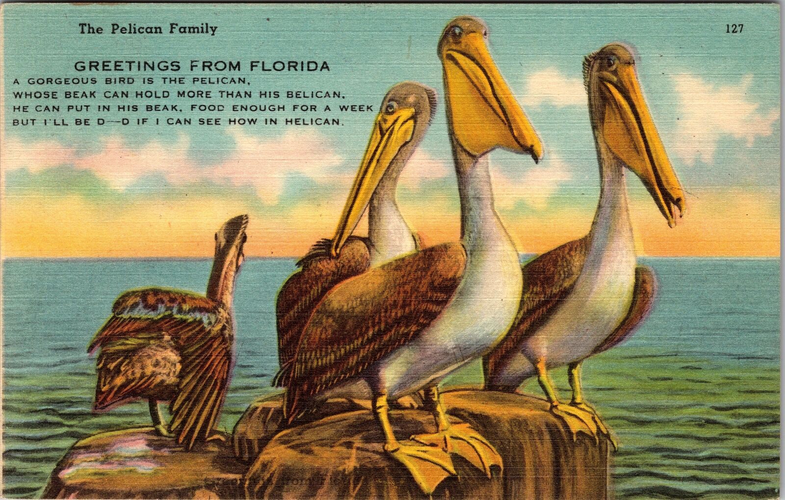 FL-Florida Greetings, A Pelican Family, Comical Poem, c1954 Vintage Postcard