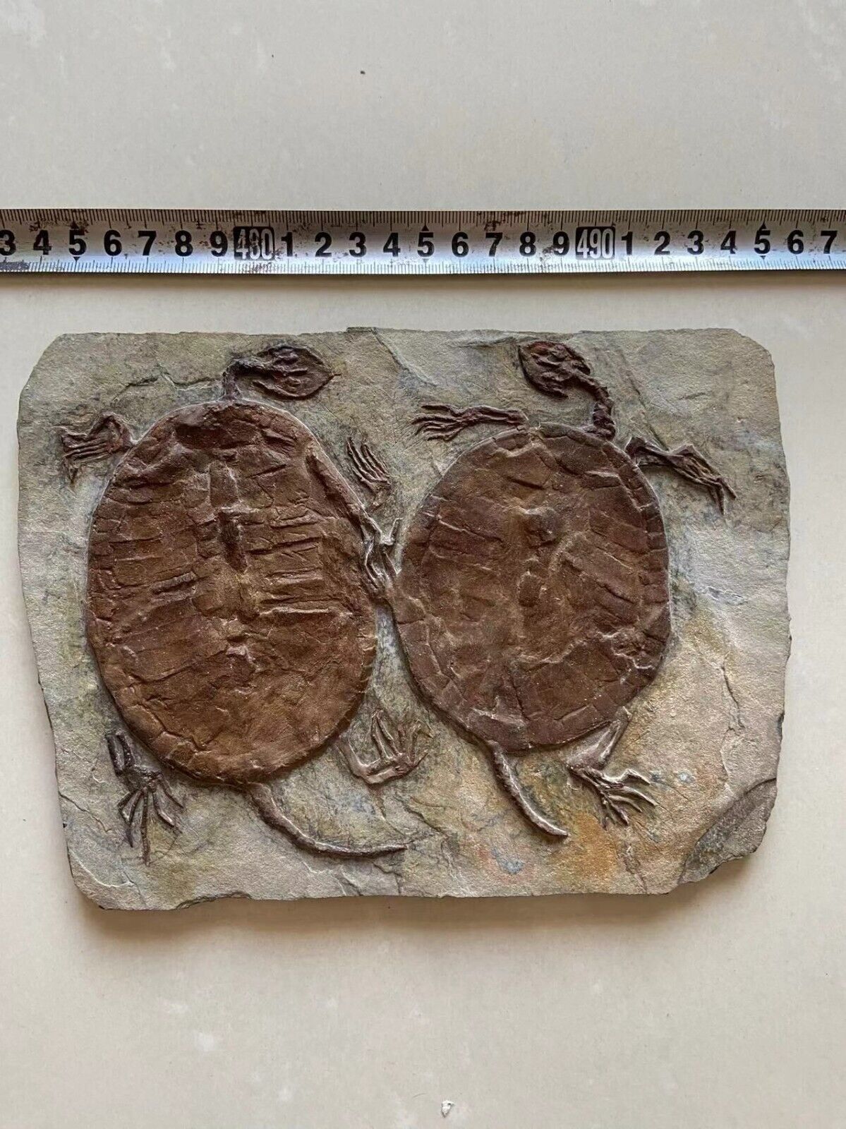 Real Turtle Fossils Rare China\'s Best Triassic Collection