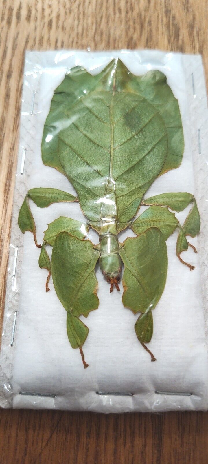 Phyllium pulchrifolium (FEMALE) Real walking leaf stick bug green indonesian...