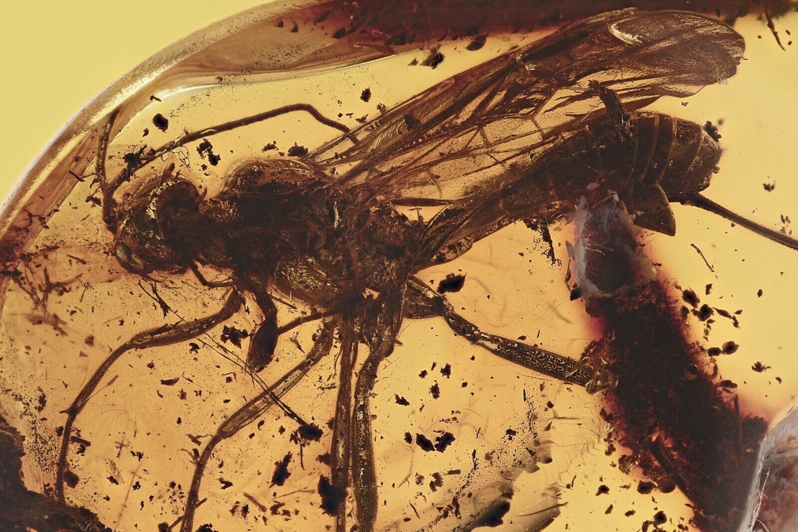 2 GIANT Spider Wasps POMPILIDAE Fossil Genuine BALTIC AMBER 1.8 + HQ Pic 190214