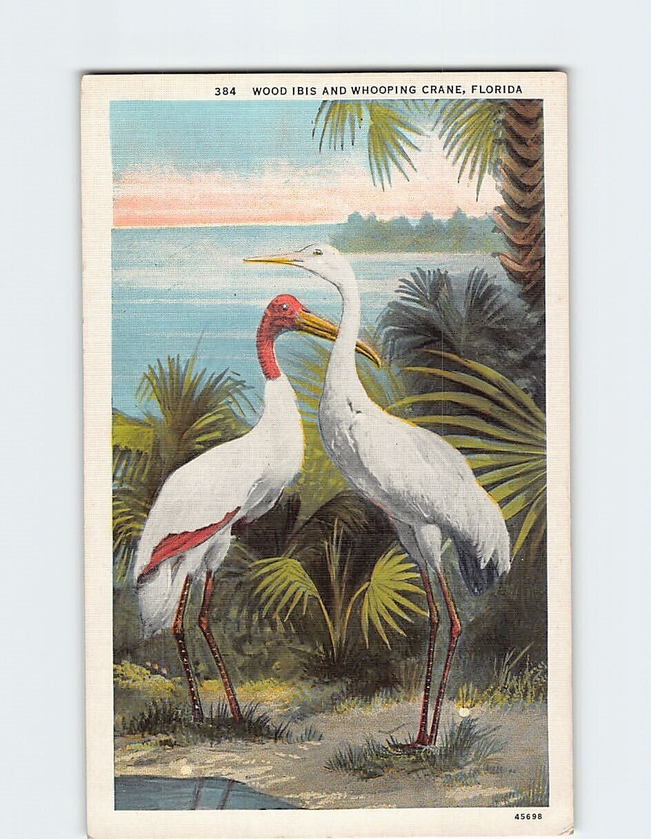Postcard Wood Ibis And Whooping Crane Florida USA