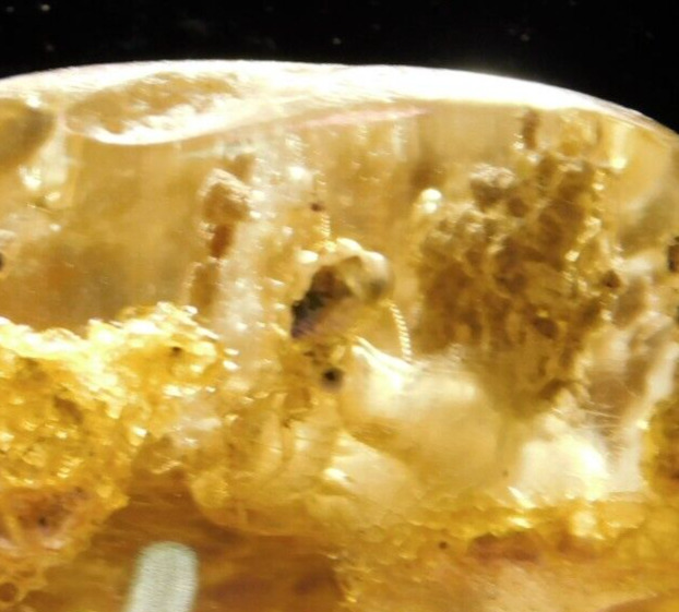 TWO Termite Fossils In 90 Million Year Old Polished Fossil AMBER 10.83gr