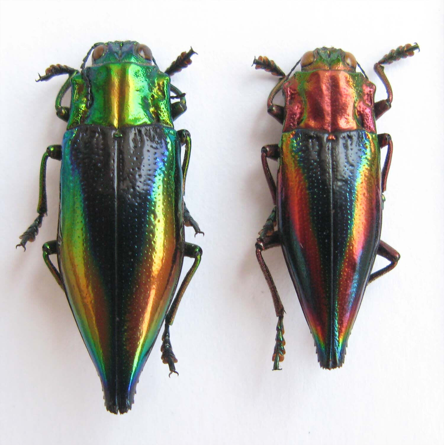 Cyphogastra calepyga and javanica (Buprestidae)