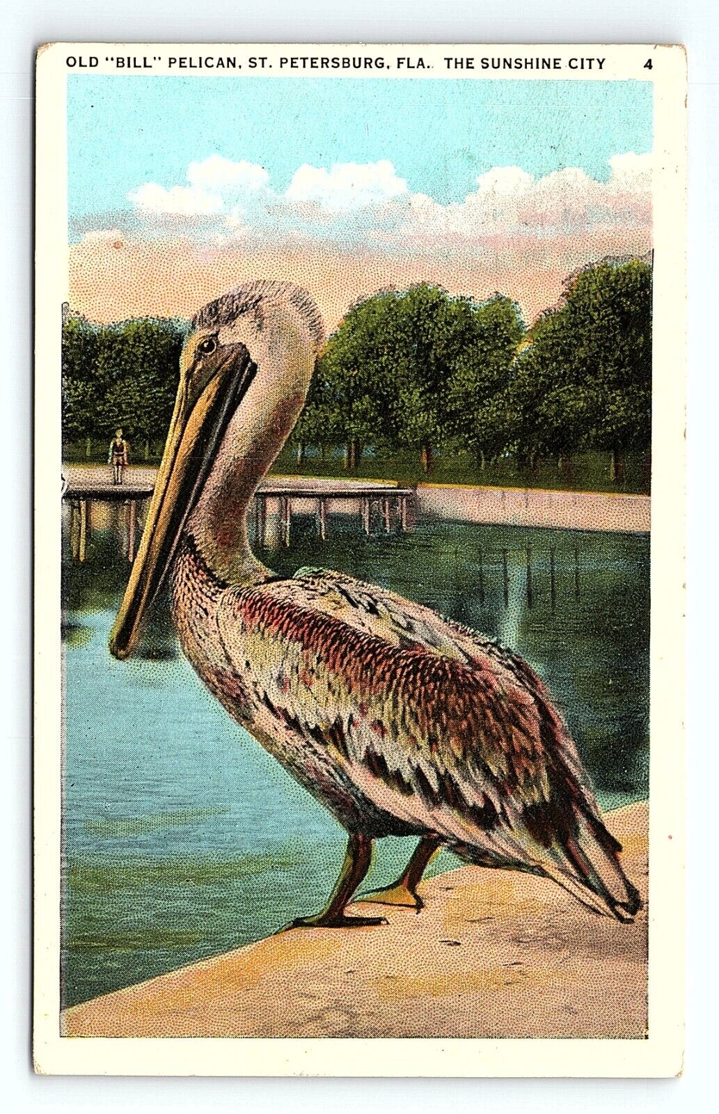 Old Bill Pelican St. Petersburg Florida Sunshine VTG Postcard