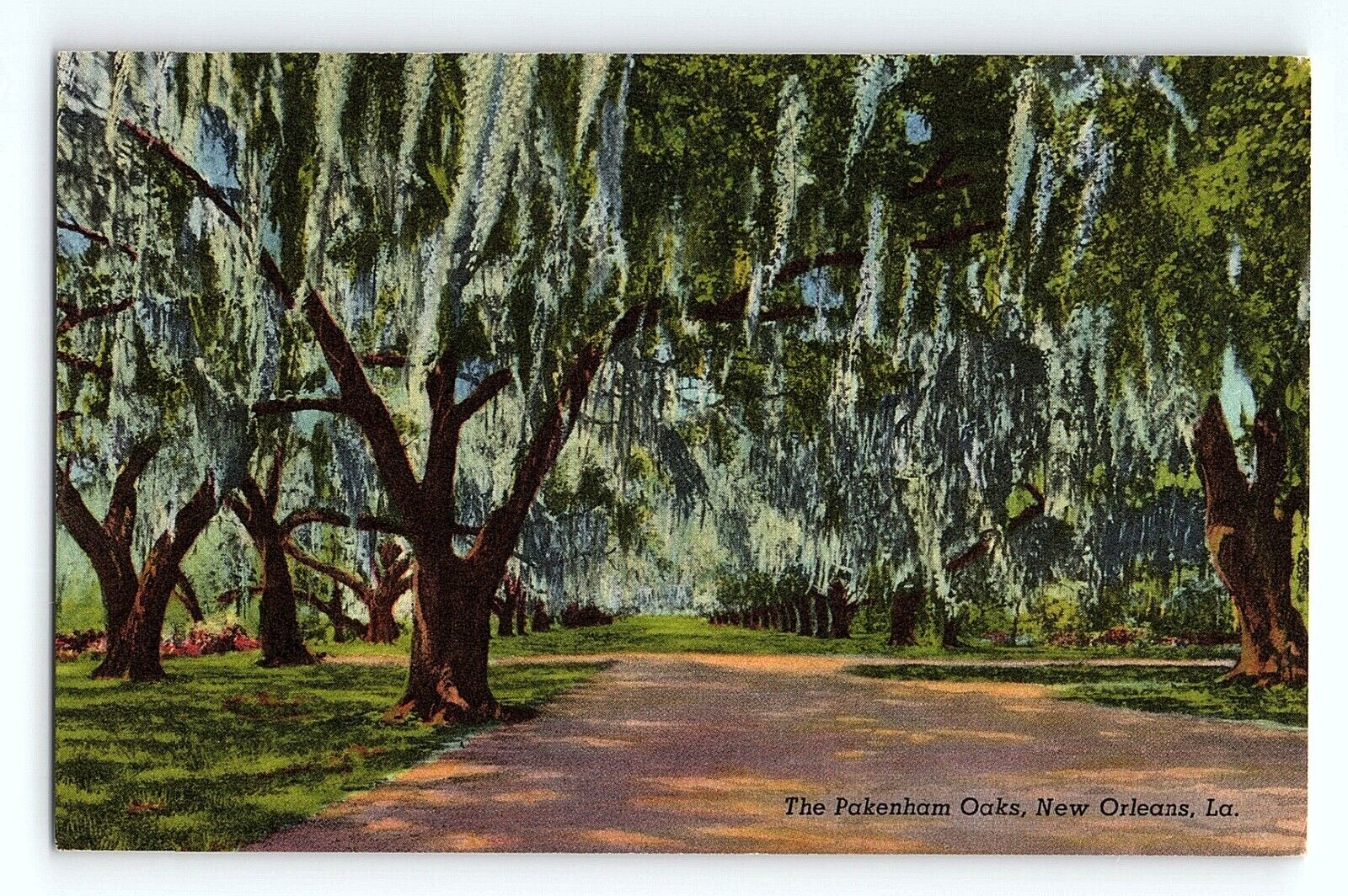 The Pakenham Oaks The Cathedral Of Oaks New Orleans Louisiana Vintage Postcard