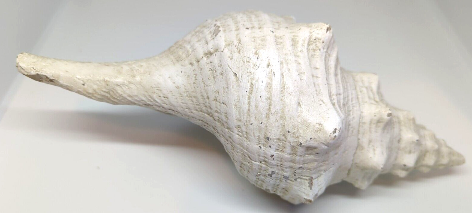 Large Horse Conch Sea Shell 12” Long Big Horn Seashell Triplofusus Giganteus