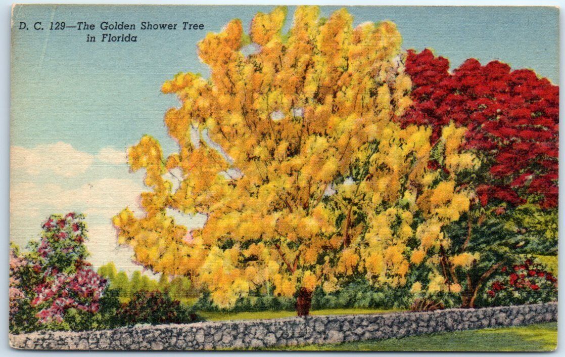 Postcard - The Golden Shower Tree in Florida, USA, North America