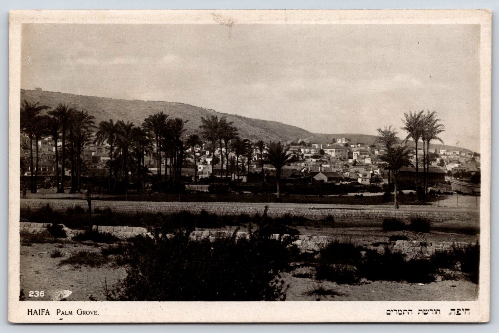 Vintage Postcard Haifa Palm Grove Israel
