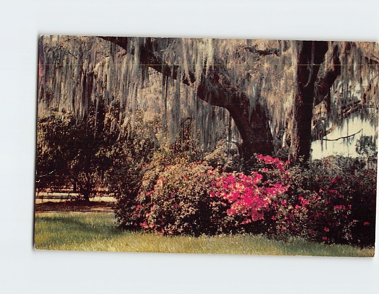 Postcard Romantic Spanish Moss and Colorful Azaleas Greetings from Down South