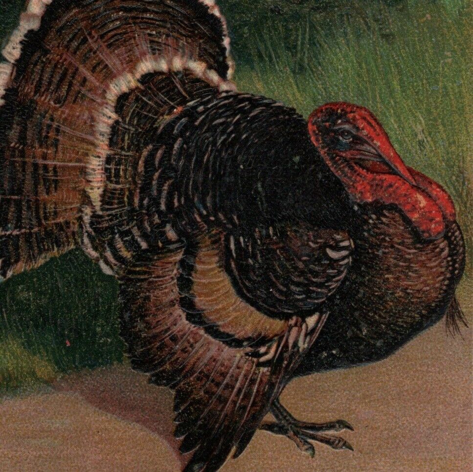 Antique 1909 German Erntedank Wild Turkey PFB Postcard Vtg Thanksgiving Truthahn