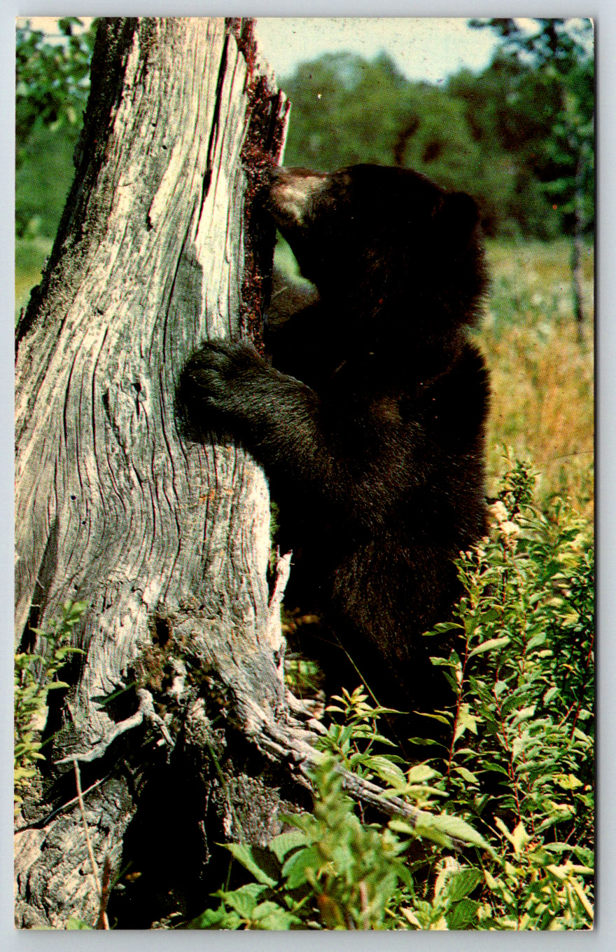 c1960s Black Bear Cub Sioux Lookout Ontario Canada Vintage Postcard