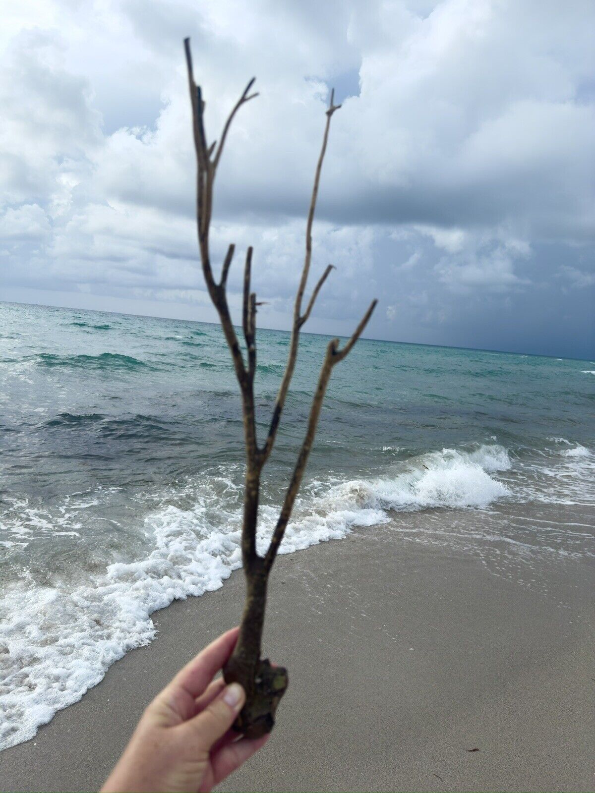 Natural Coral Tree Branch 21, Sea Fan Coral, Coral beach decor, Sea Souvenir