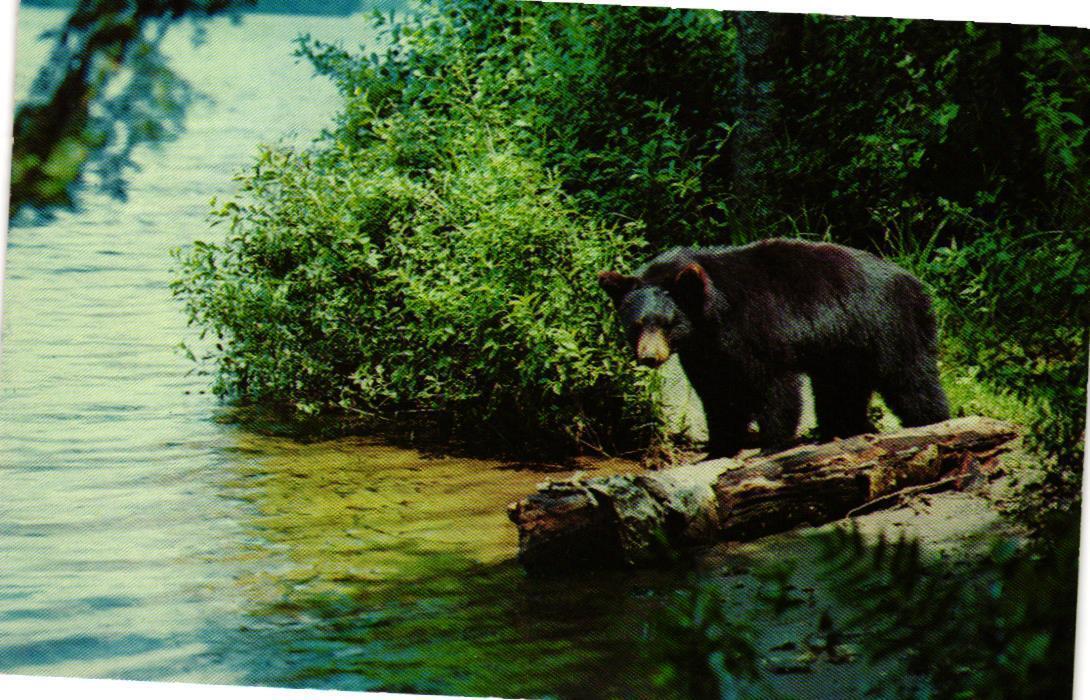 Yearling Black Bear Cub Postcard