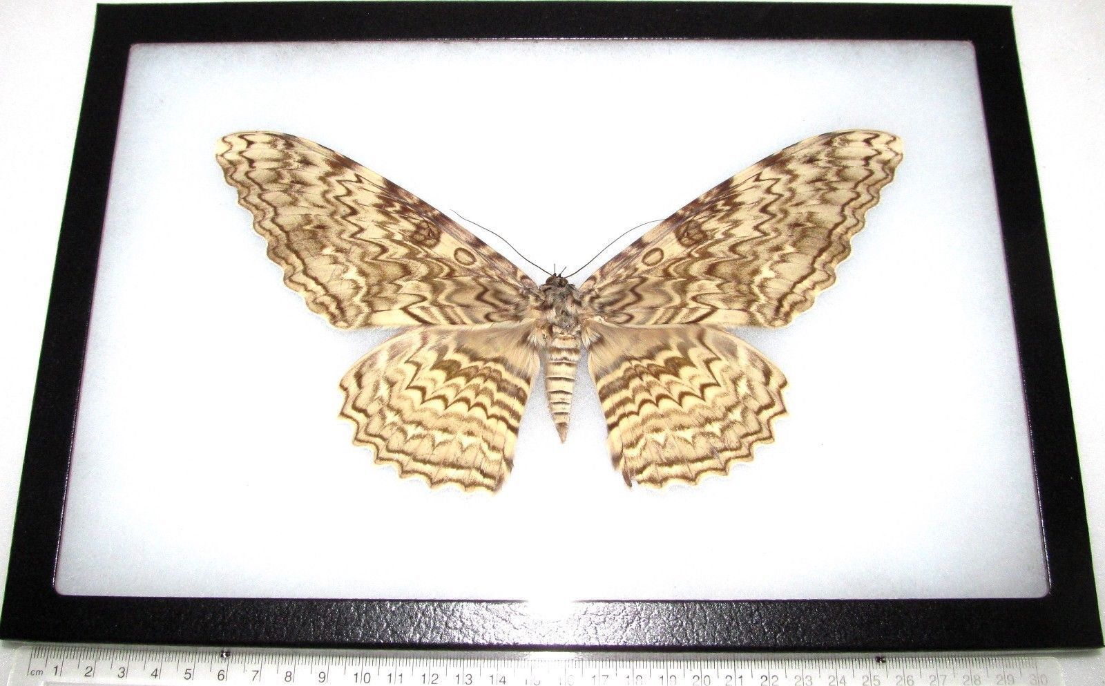 Thysania agrippina REAL FRAMED WHITE WITCH MOTH PERU