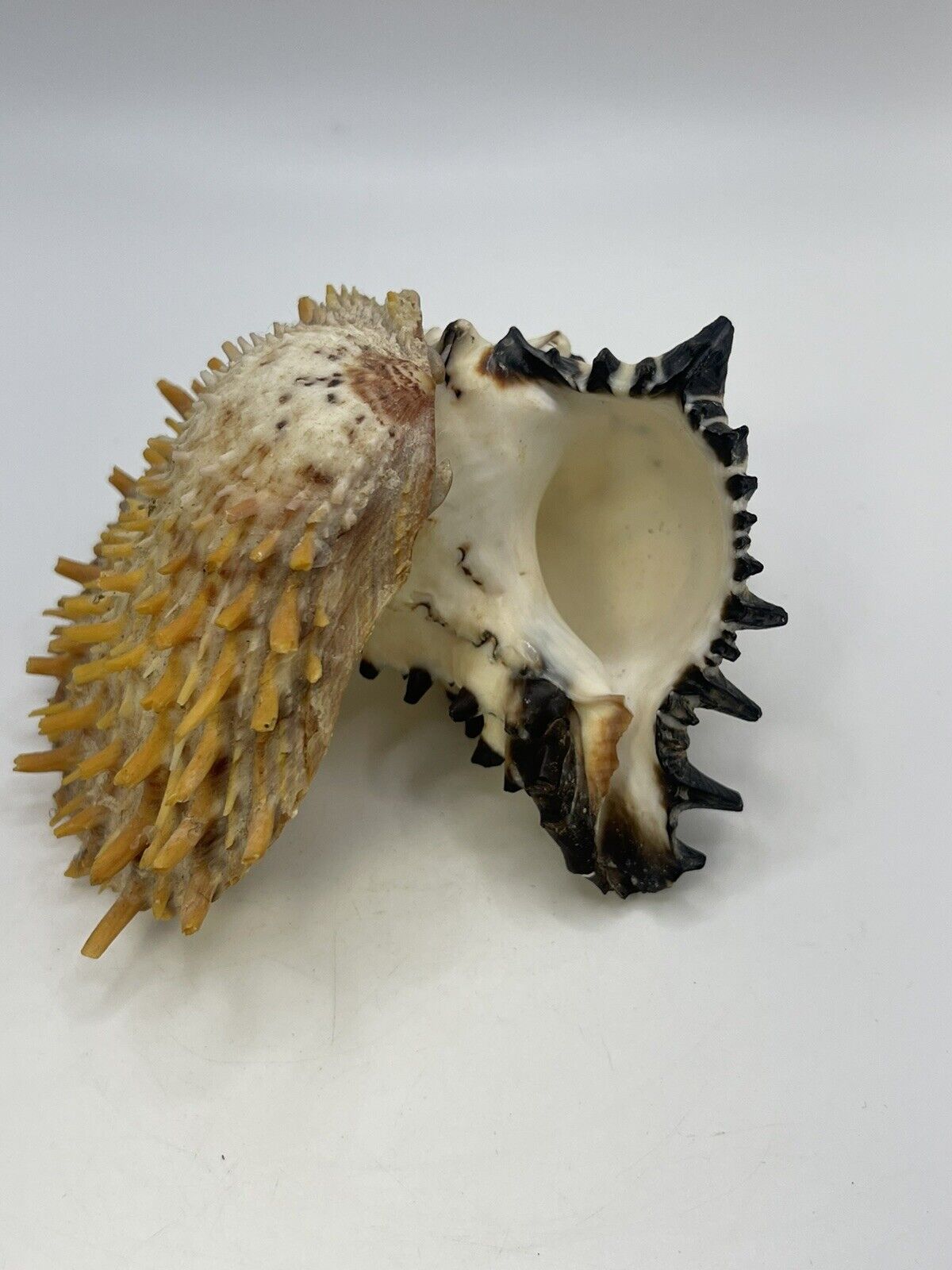 Black MUREX seashell Striped 5” conch white sea snail gastropod shell vintage