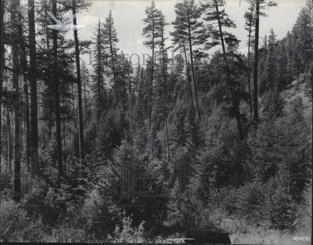 1950 Press Photo Forest Scenes, Lumber - spa66537
