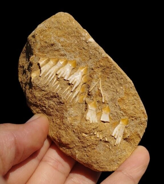 Extra Rare Fossil Sawfish teeth - Schizorhiza Stormeri