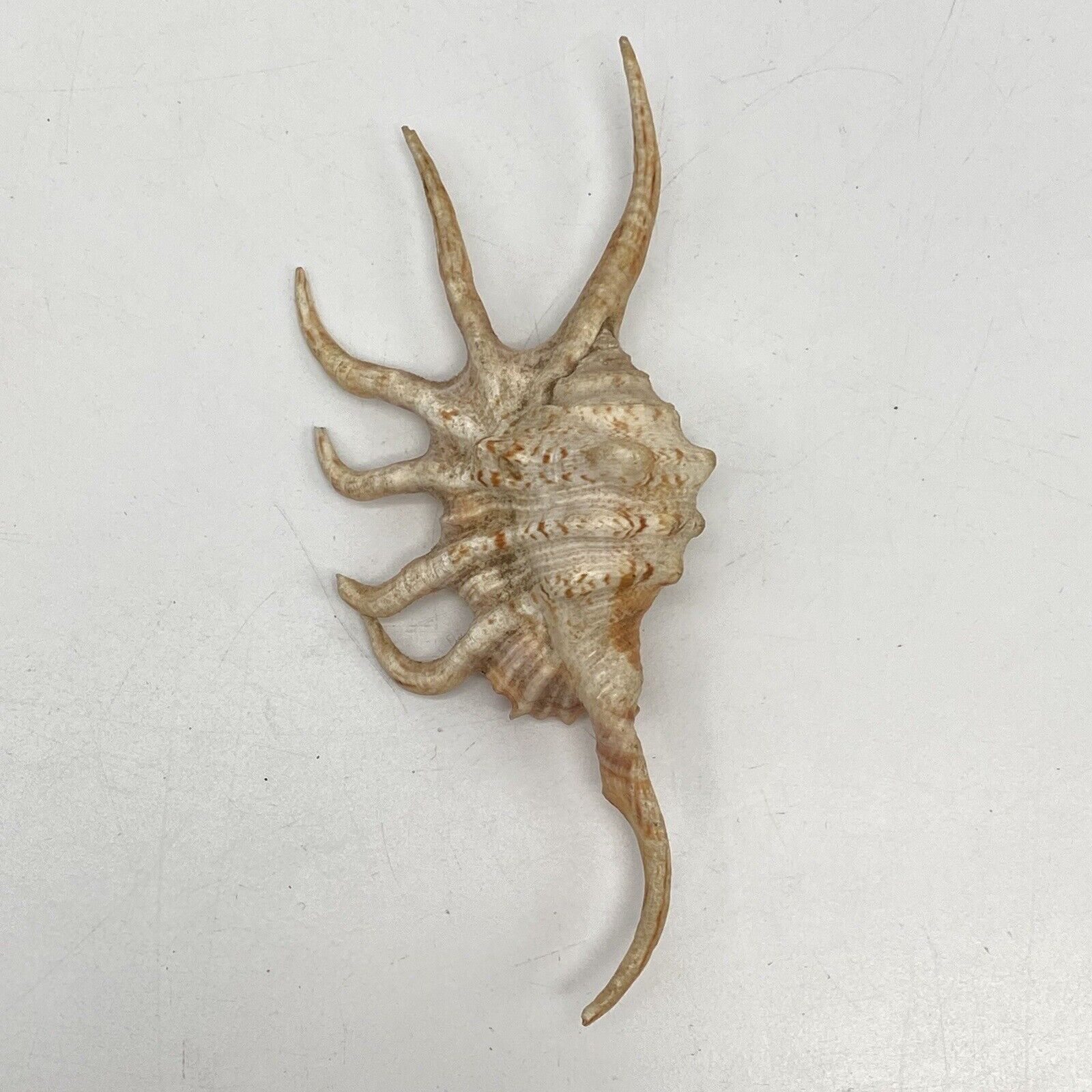 GORGEOUS Lambis Spider Conch 4 3/4\