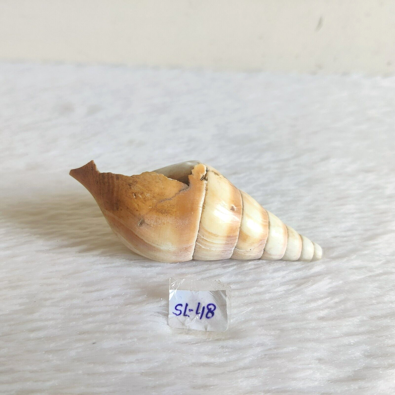 Vintage White Natural Swirl Conch Shell Beach Decorative Old Collectible SL48