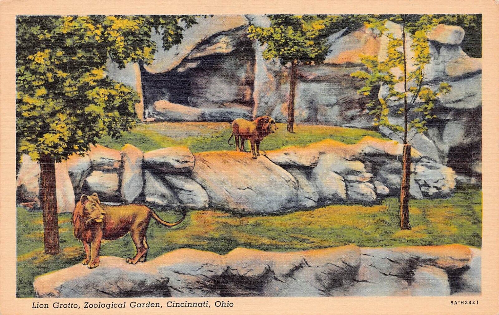 Cincinnati Zoo OH Ohio Lion Grotto Botanical Garden c1940 Vtg Postcard D2