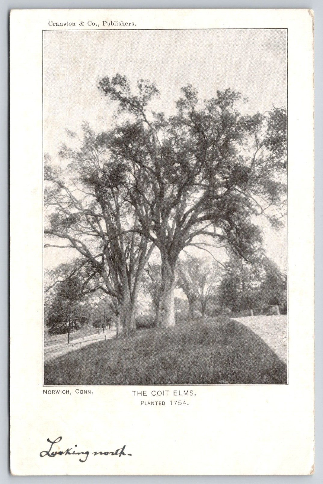 The Coit Elms Planted 1754 by Jabez Perkins Norwich Connecticut CT Postcard