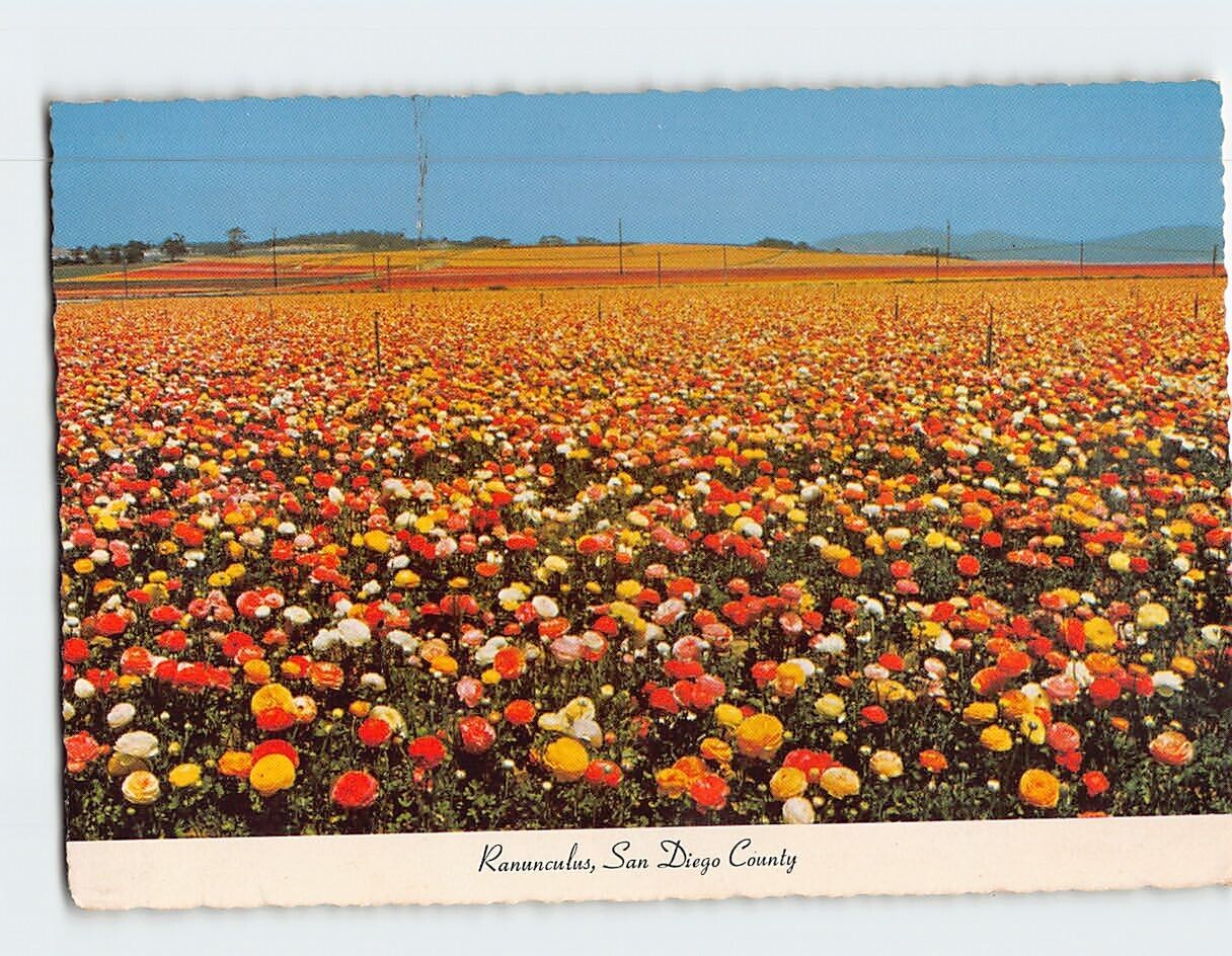 Postcard Ranunculus California USA