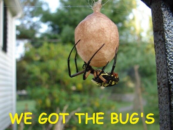1 Real Black and Yellow Garden Spider ( Specimen  Egg Sac ) (Egg Sac Only)🕷🕸🕷