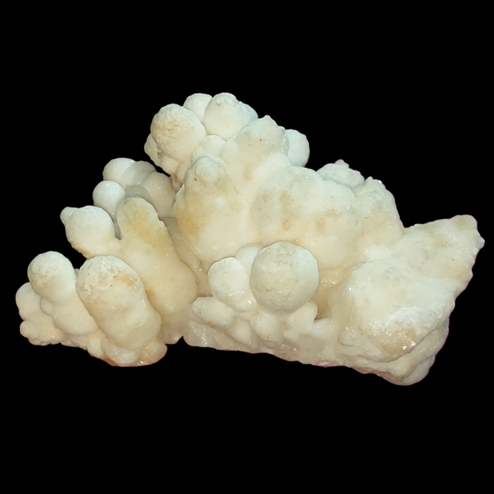 Coral beautiful  white specimen
