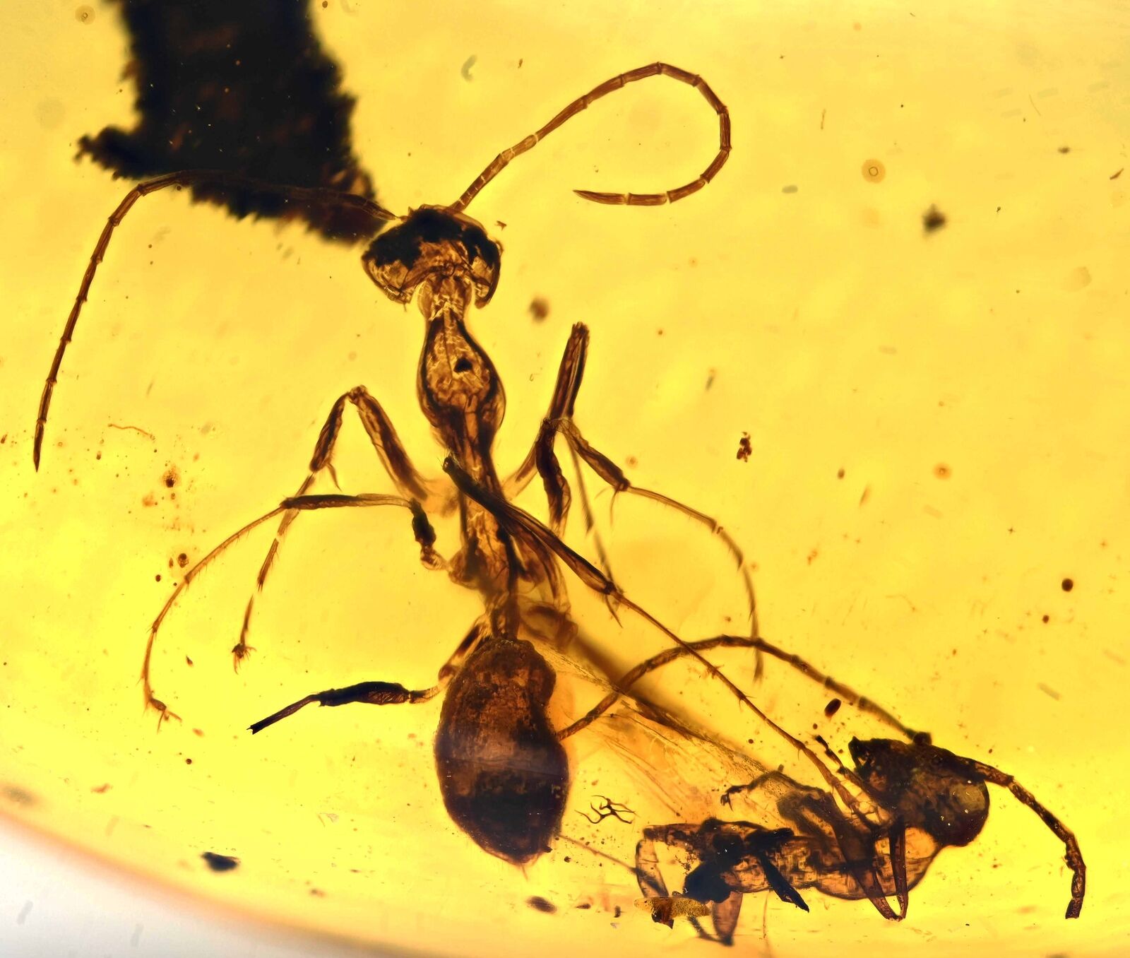Two Extinct Sphecomyrma Ants, Fossil inclusion in Burmese Amber