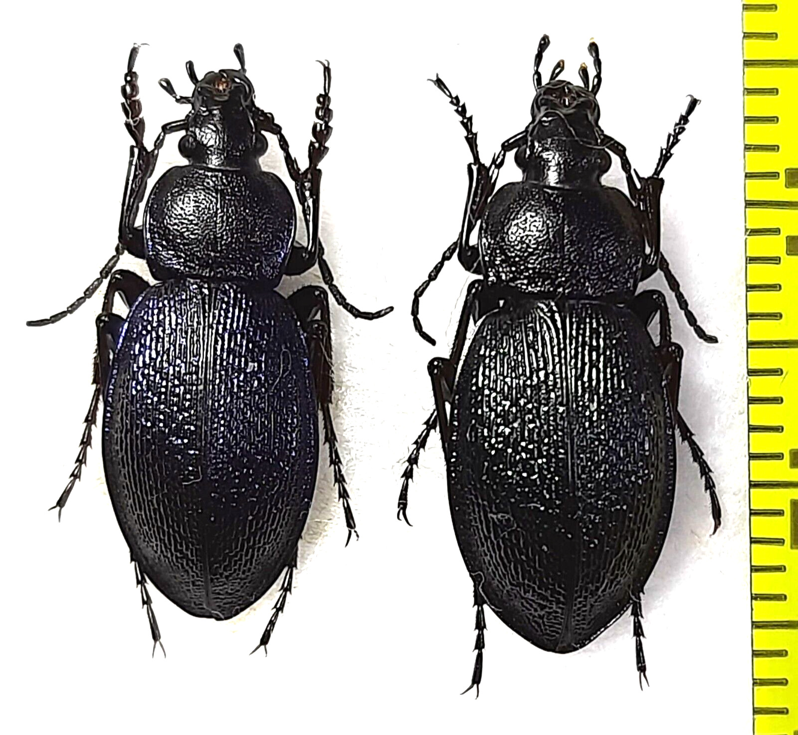 Carabidae, Carabus (Morphocarabus) henningi saldaitisi pair A1,  S. Siberia