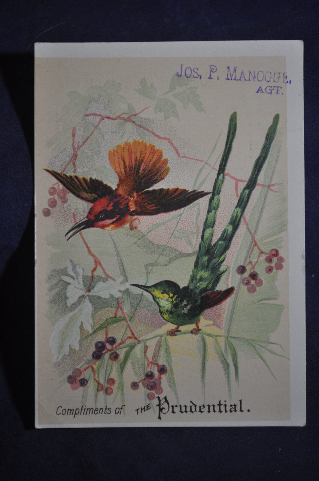 Ca 1895 Hummingbirds Prudential Victorian Card