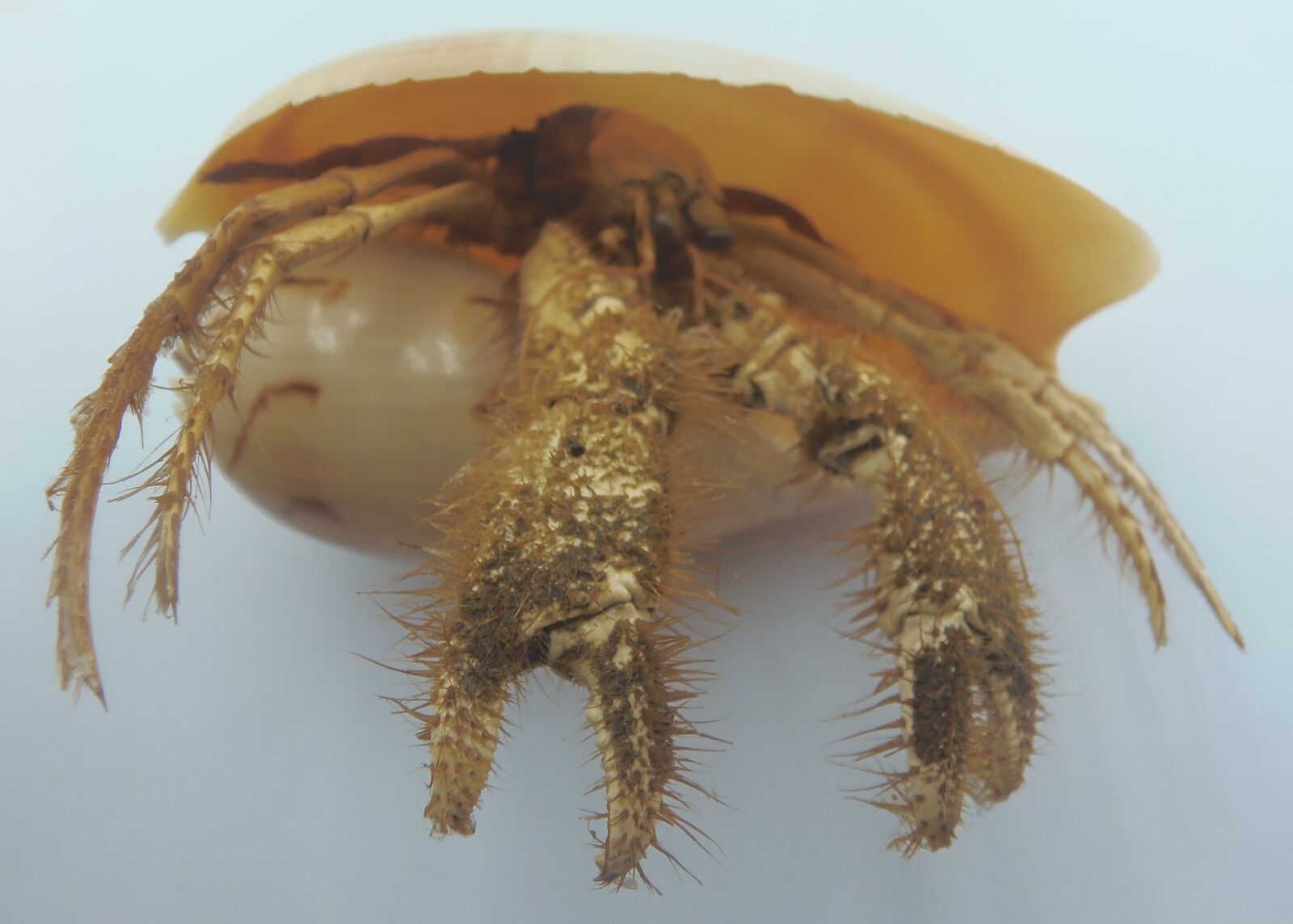 Crustaceans Hermit crab Paguropsis typica Oddities