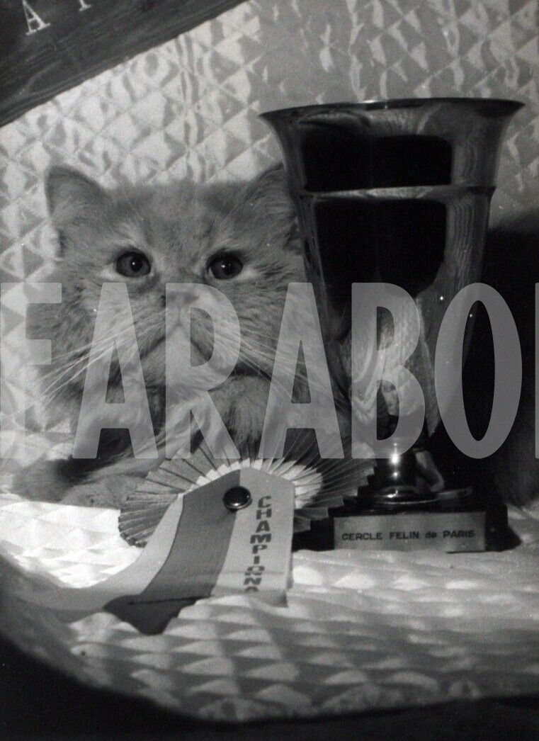 Vintage Press Photo Cats, 1963, Winner Display Felina, print 7 1/8x5 1/8in
