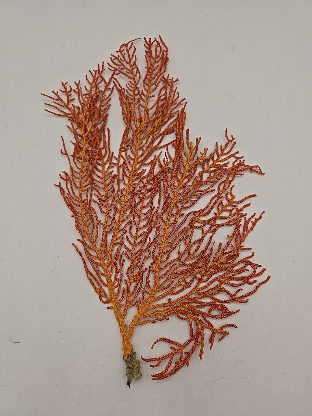 Sea Fan Coral Orange And Red Natural Real Piece Approximately 10\