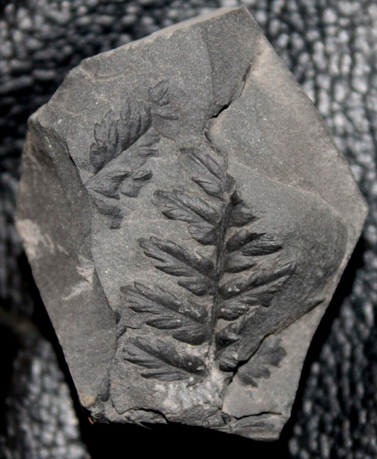Mariopteris -Small, nice preserved fossil fern.