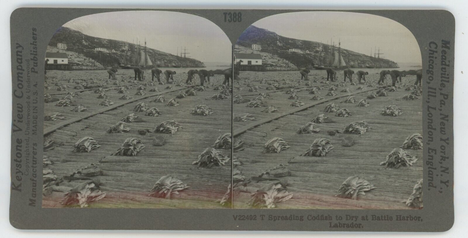 c1900's Real Photo Stereoview Spreading Codfish to Dry Battle Harbor, Labrador