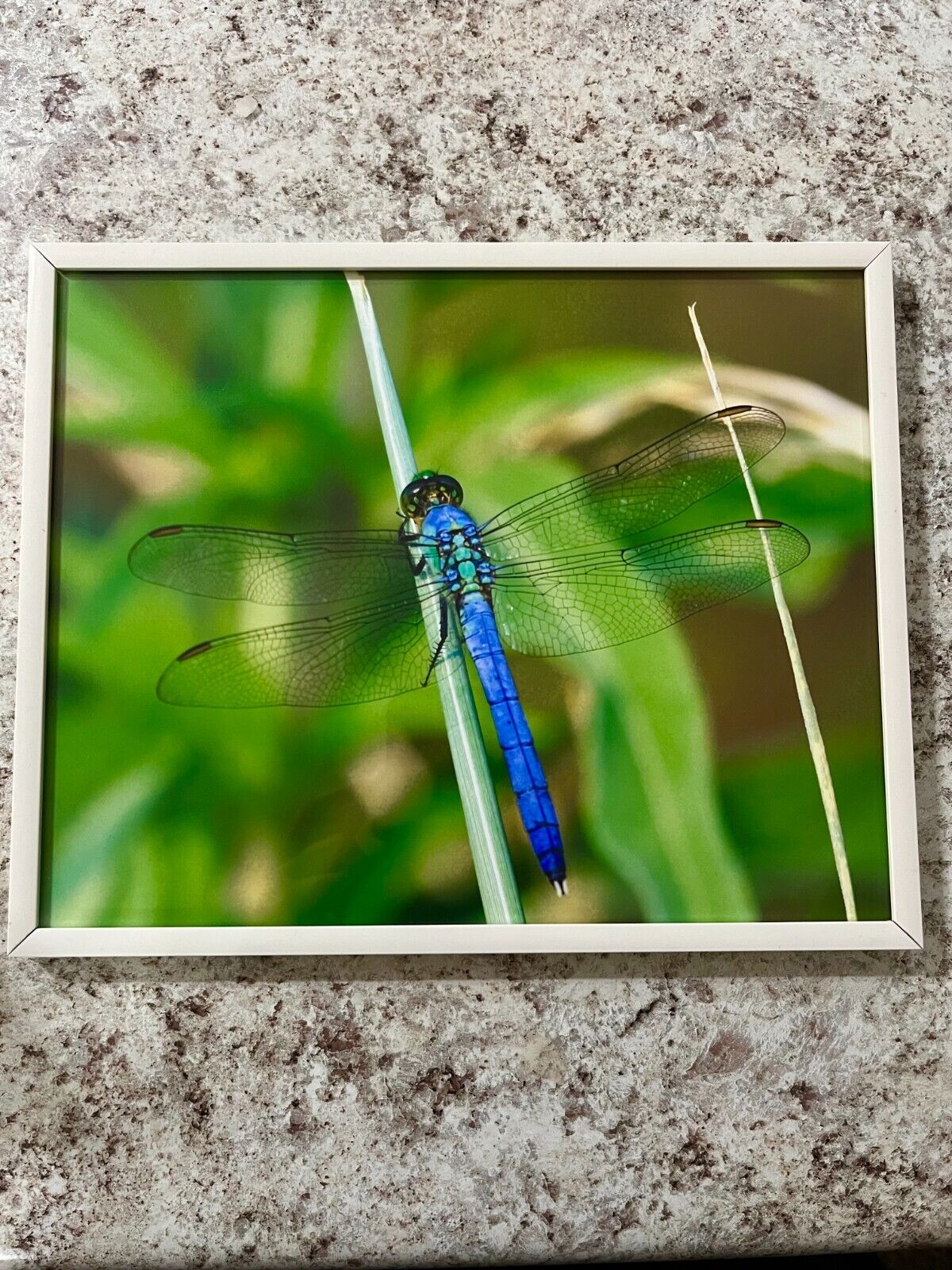 Dragonfly Original Nature Photograph 8X10\
