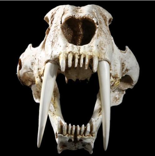 Resin 1:1 simulation Saber Tooth Tiger sabertooth skull Smilodon Fatalis Model A