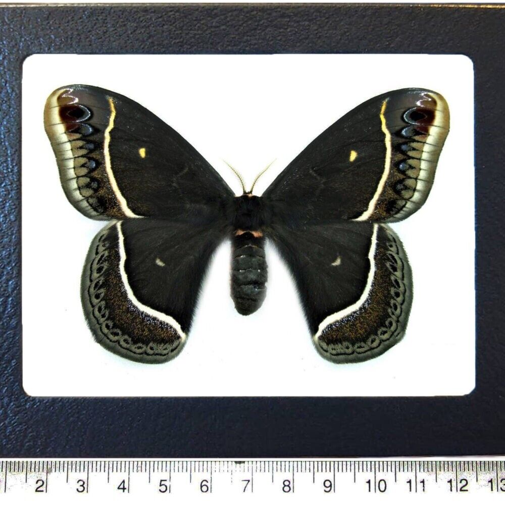 Eupackardia calleta FEMALE black saturn moth Arizona USA FRAMED