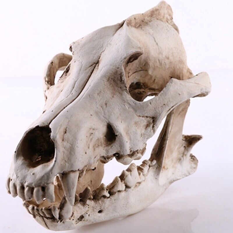 Wolf Skull Sculpture Model Wolf Dog Skeleton Resin Simulation Animal Skull Model