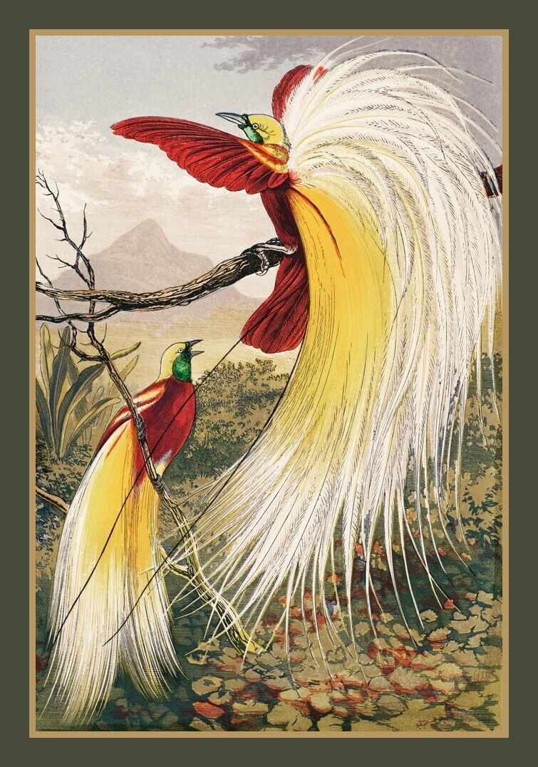 Birds of Paradise, BIG MAGNET 3.5 x 5 inches, Vintage art image