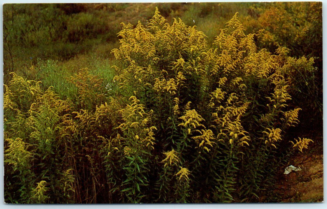 Postcard - The Goldenrod - State Flower of Nebraska and Kentucky