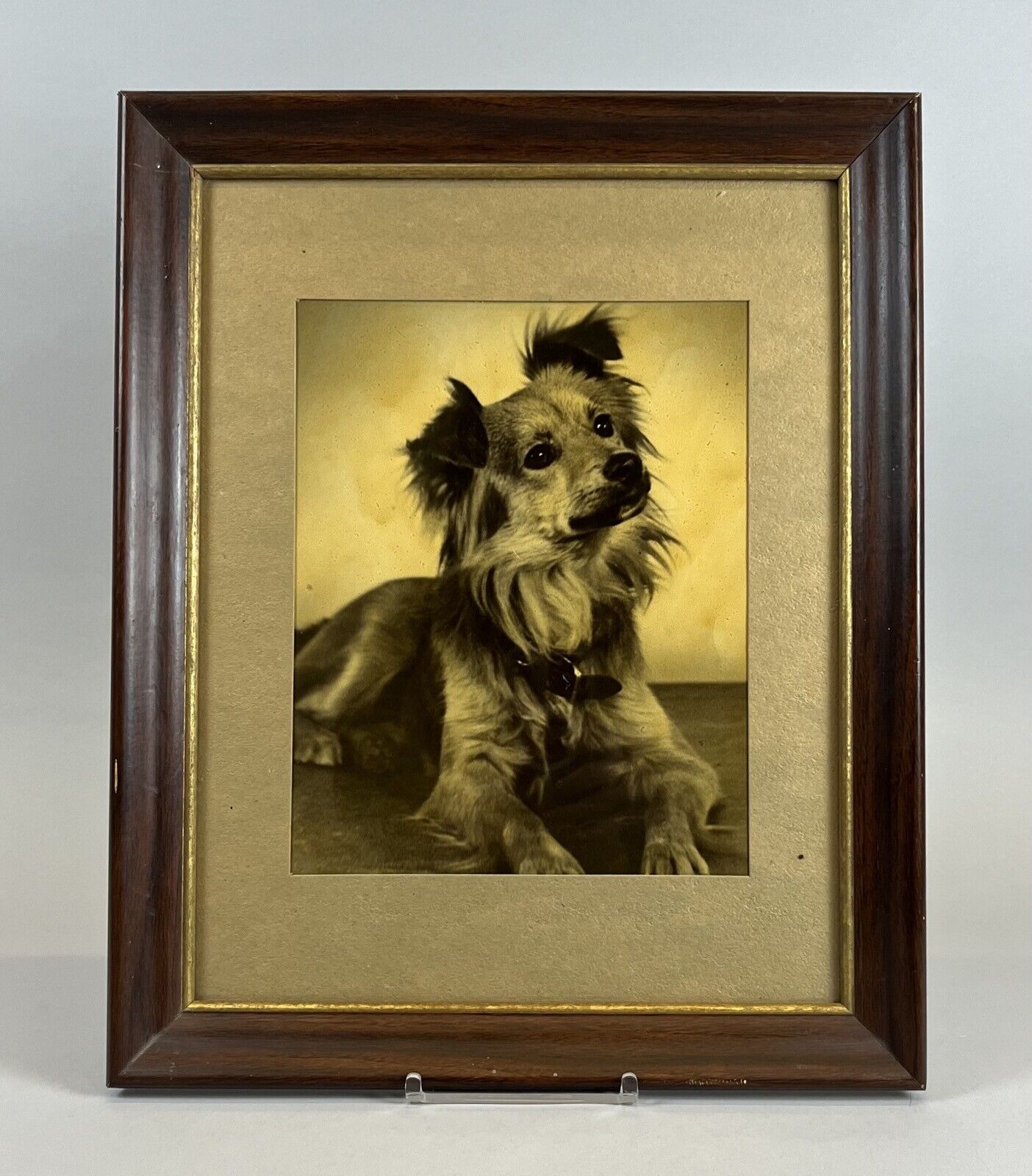 Antique large vintage frame photo portrait of cute dog \'Anticipation\