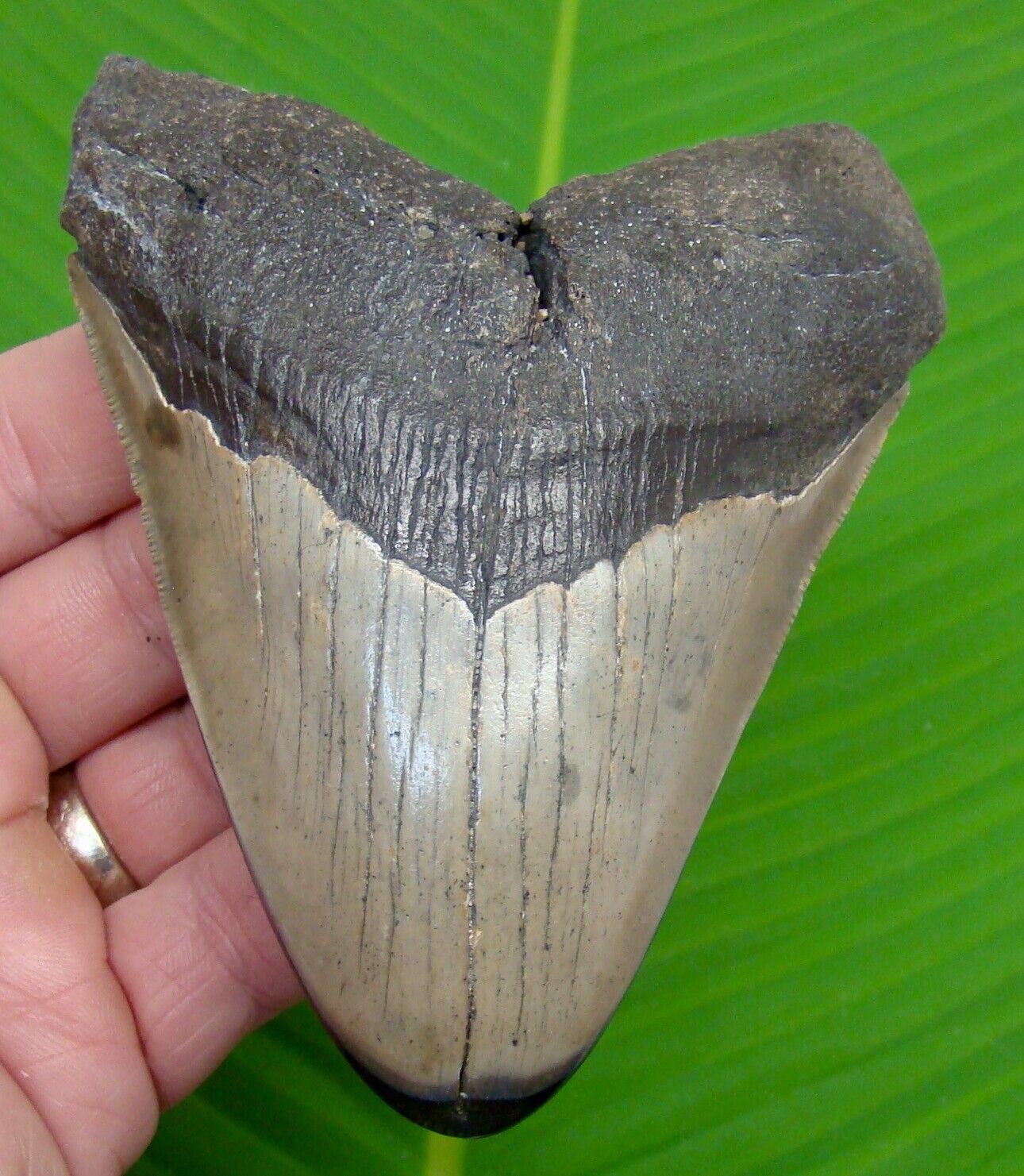 MEGALODON SHARK TOOTH - 4 & 13/16 in.  w/ DISPLAY STAND - AUTHENTIC FOSSIL  