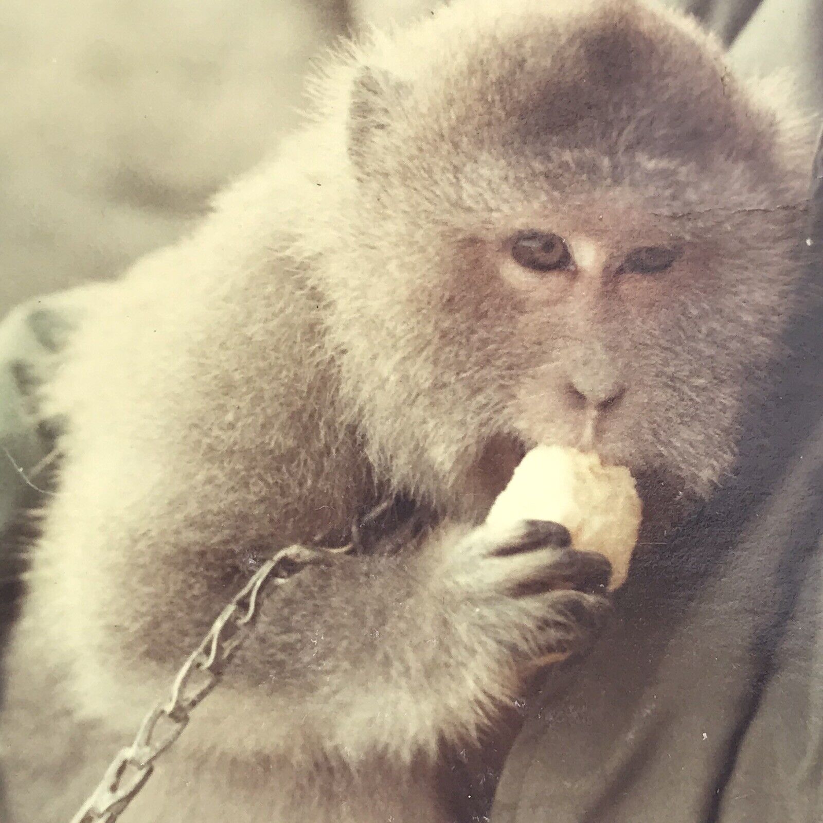 Vintage 1968 Color Photo Balinese Long Tailed Monkey Eating Banana Collar Chain