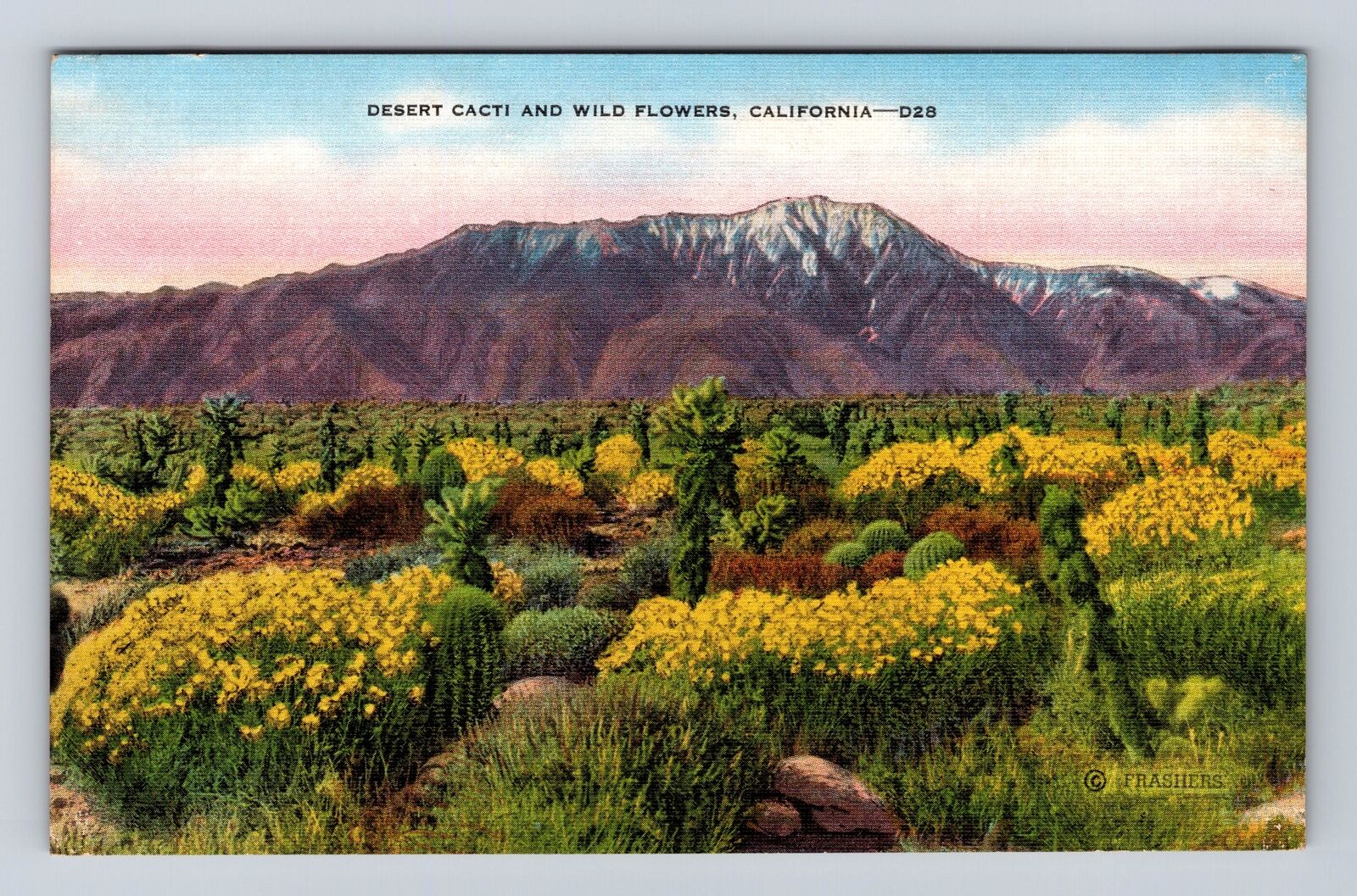 CA-California, Desert Cacti & Wild Flowers, Antique Vintage Souvenir Postcard